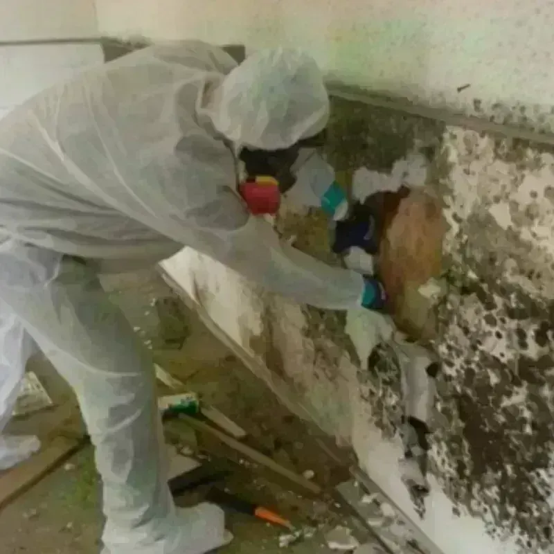 Mold Remediation and Removal in Fulton, MD